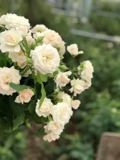 2026年最新】和バラの人気アイテム - メルカリ