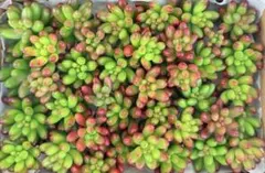 10多肉植物　虹の玉　画像現品