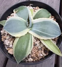 2025年最新】アガベ パリー トランカータ オリザバの人気