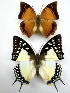 ヒイロツマベニチョウ♂♀標本☆ セラム島産☆美麗♂ツマ紅橙色薄弱型