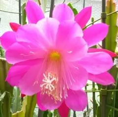 2025年最新】クジャクサボテンの人気アイテム - メルカリ