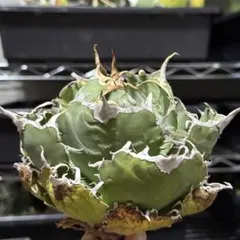 2026年最新】白鯨の人気アイテム - メルカリ