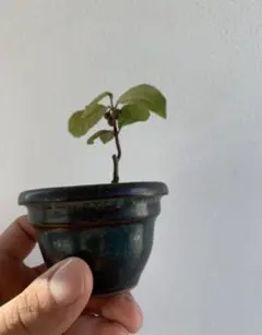 小品盆栽 屋久島ヤブコウジ 苔付 鉢付 ミニ盆栽 豆盆栽 - メルカリ