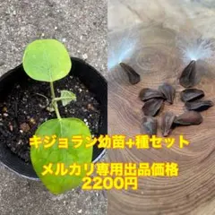 キジョラン【幼苗+種】セットのサムネイル