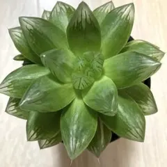 タンポポ様 リクエスト 3点 まとめ商品