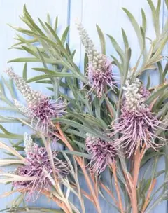 人気❗️ グレビレア ドーンパープル　苗　オージープランツ　ガーデニング 人気❗️ グレビレア ドーンパープル 苗 オージープランツ