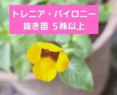 トレニア・バイロニー　抜き苗　５株以上　ガーデニング　ハンキング　花壇のサムネイル