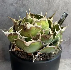 チタノタ 白鯨 美株 ボール型 鉢ごと タグ付き - メルカリ