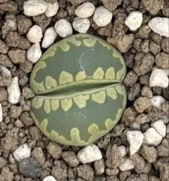 まっしゅ様 リクエスト 4点 まとめ商品