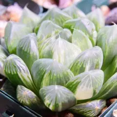 ハオルチア グリーンオブツーサ錦のサムネイル