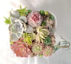多肉植物　抜き苗&カット苗　寄せ植えセット