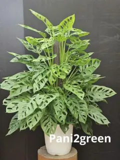 ボリューム抜群！観葉植物 モンステラ マドカズラ 8号 支柱仕立て 大型 極上品 ボリューム抜群！観葉植物 モンステラ マドカズラ 8号 支柱仕立て 大型