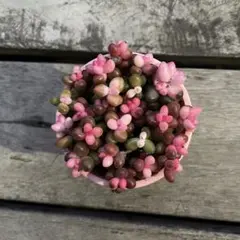 ばばちゃん様 リクエスト 4点 まとめ商品