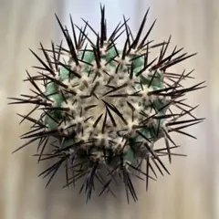 黒王丸　Ｂのサムネイル