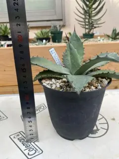 アガベ テマカプリネンシス　6号ロングスリット鉢 赤刺 白肌　ドライガーデン 植トレ🌵🇯🇵 | アガベ、テマカプリネンシス 、 デカくなると