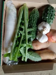 新鮮な野菜セット