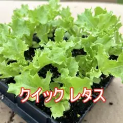 レタス様 リクエスト 2点 まとめ商品 ちーちゃん様 リクエスト 2点 まとめ商品 - メルカリ