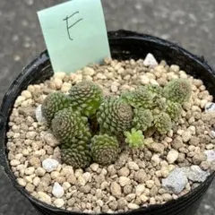 おとく様 リクエスト 2点 まとめ商品