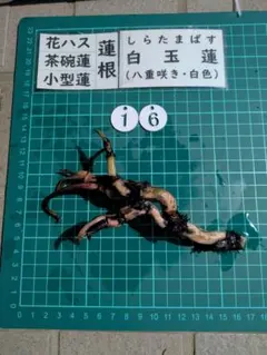 トトロ向様 リクエスト 2点 まとめ商品