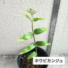アカシア Acacia ソウシジュ 相思樹 根皮100% 30g 粉末 - メルカリ