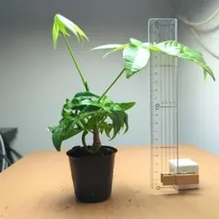 Nobuko Moribayashi様 リクエスト 4点 まとめ商品