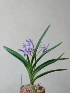 2026年最新】洋蘭バンダの人気アイテム - メルカリ