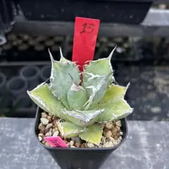 wolf7 プロフ必読様 リクエスト 2点 まとめ商品