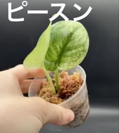 MACO様 リクエスト 5点 まとめ商品