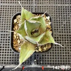 142 黒豹　アガベ　チタノタのサムネイル