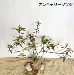 ayaka様 リクエスト 2点 まとめ商品