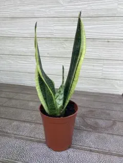 サンスベリア　開運☆観葉植物のサムネイル