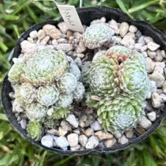 OC子株 platycerium elsaエルサ 胞子2ビカクシダ コウモリラン - メルカリ