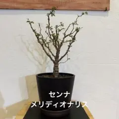 2026年最新】塊根植物 センナ メリディオナリスの人気アイテム - メルカリ
