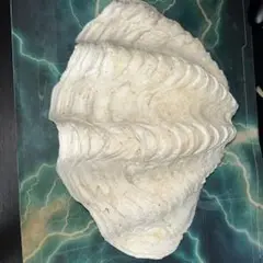 自然貝殻 インテリア小物 約30cm