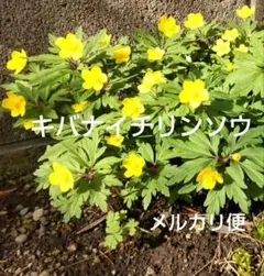 カオリン様 リクエスト 2点 まとめ商品