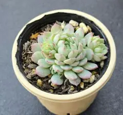 2026年最新】ビンセントカトーの人気アイテム - メルカリ