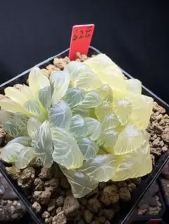 34e 多肉植物 ハオルチア 虹窓オブツーサ錦 自家繁殖 鉢植え発送