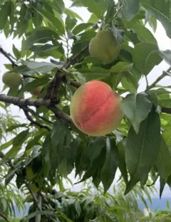 ラスト限定お値下げ千葉県産芽出し里芋土垂れ箱込み20キロ - メルカリ