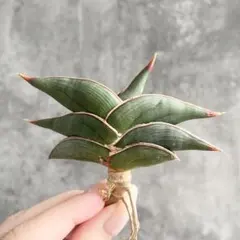 2026年最新】サンスベリア ロリダの人気アイテム - メルカリ