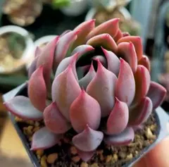 パ*ダ様 赤鬼　ミックスベリア　おらいさん　土付き発送　多肉