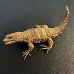 バンダイ　ガシャポン　フィギュア　いきもの大図鑑　アルマジロトカゲ