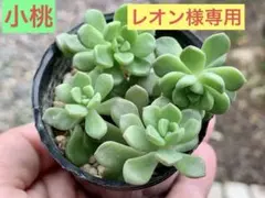 レオン様 リクエスト 2点 まとめ商品