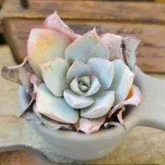 恵美子様 リクエスト 4点 まとめ商品