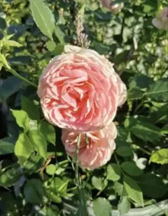 ウィリアムモリス バラ苗希少のサムネイル