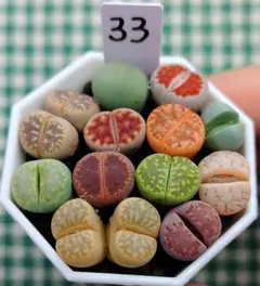 多肉植物リトープス/コノフィツム　もりもり　カラフルセット　土付き　S33