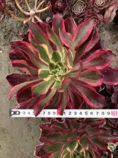 多肉植物 アエオニウム 美姬法師錦抜き苗 - メルカリ