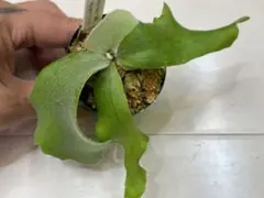 さくなつ様 リクエスト 4点 まとめ商品