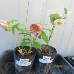 げっそり様 リクエスト 3点 まとめ商品