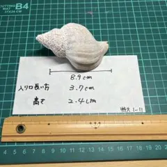 クレナイガンゼキボラ ピンクムレックス 天然貝殻 巻き貝 インテリア