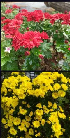 ざる菊　ザル菊　　冬至芽　赤色黄色ミックス8株 メルカリ便のサムネイル